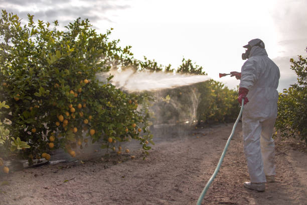 Best Best Pest Control Near Me  in New City, NY