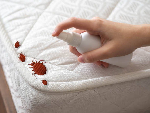 Best Pest Removal Services  in New City, NY