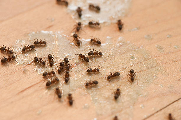  New City, NY Pest Control Pros