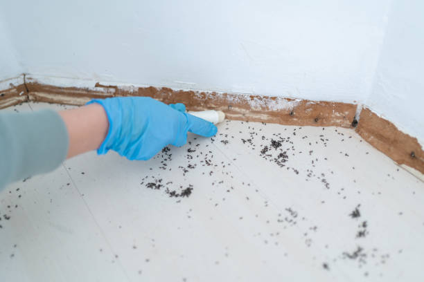 Flea Control Services in New City, NY